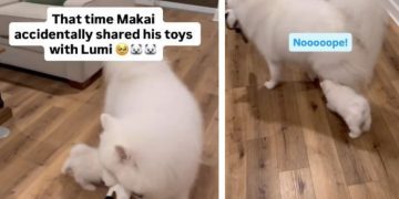 Dog ‘Accidentally’ Sharing Toy With Little Furry Sister Is Peak Sibling Behavior