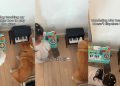 Dog Teaches Little Girl How To Play Piano