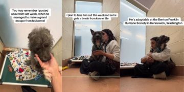 Shelter Dog Hates His Kennel & Shakes in Fear Until He Gets Hugs