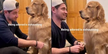 Dog Can’t Keep Eyes Open as He Enjoys Dad Brushing His Hair