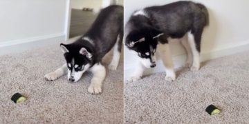 Husky Puppy Fighting a Piece of Cucumber Wins Hearts