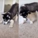Husky Puppy Fighting a Piece of Cucumber Wins Hearts