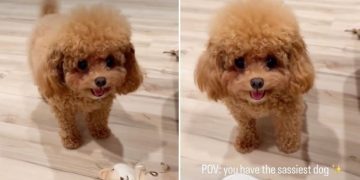 Tiny Dog Being Super ‘Sassy’ While Asking Mom To Play