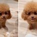 Tiny Dog Being Super ‘Sassy’ While Asking Mom To Play