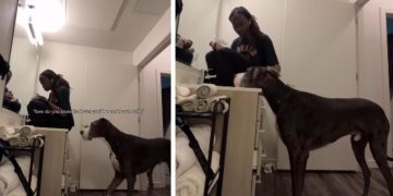Big Dog Shows Mom How Much He Loves Her Without Saying a Word