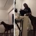 Big Dog Shows Mom How Much He Loves Her Without Saying a Word
