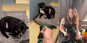 ‘Terrified’ Rescue Dog Too Scared To Leave Kennel Gets Surprise Full of Love