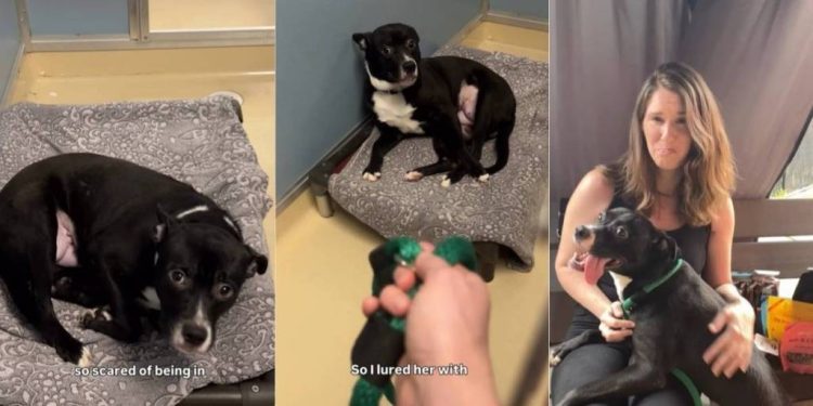 ‘Terrified’ Rescue Dog Too Scared To Leave Kennel Gets Surprise Full of Love