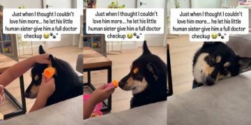 Dog Lets Little Girl Play Doctor & Give Him Full Checkup