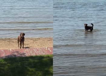 Dog Happily Hops Into Her First Swim of 2026 & It’s Pure Joy