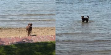 Dog Happily Hops Into Her First Swim of 2026 & It’s Pure Joy