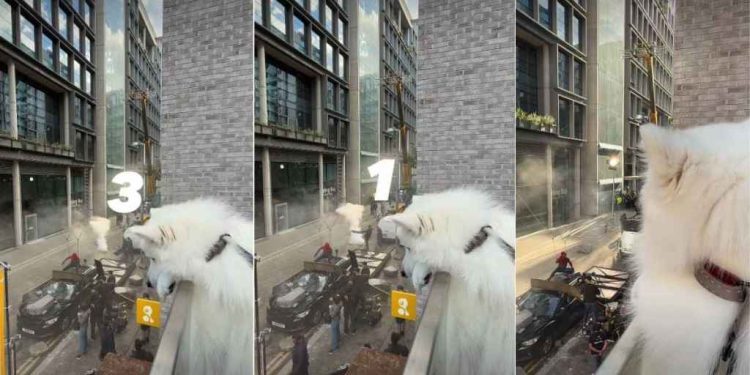 After Dog Crashes a Marvel Movie Shoot, Internet Demands He Star in It