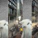 After Dog Crashes a Marvel Movie Shoot, Internet Demands He Star in It