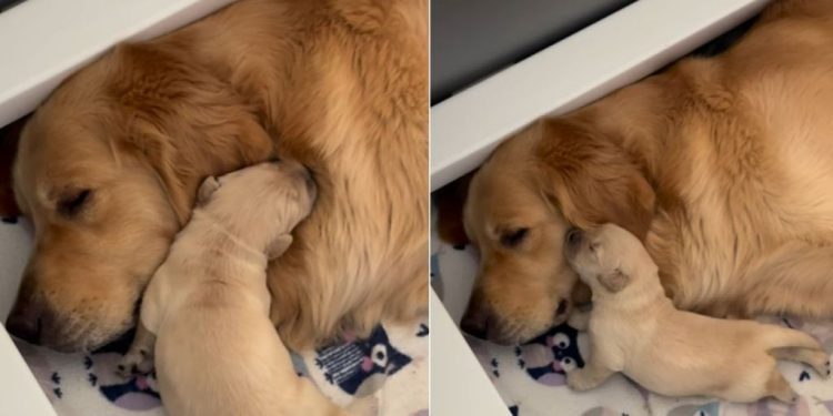Mama Golden Retriever’s Tiny Baby Moves Closer To Snuggle Because That’s All She Needs