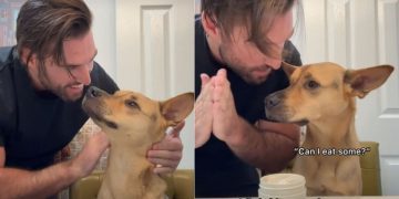 Rescue Dog Gets a New Hairstyle & Internet Has Some Thoughts