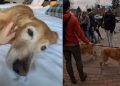 Golden Retriever Is the Most Popular Among Thousands in a Meetup