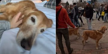 Golden Retriever Is the Most Popular Among Thousands in a Meetup