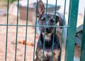 Over 60 Dogs Living in ‘Extreme Neglect’ Rescued From Pennsylvania Home