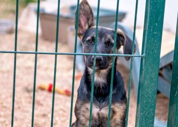 Over 60 Dogs Living in ‘Extreme Neglect’ Rescued From Pennsylvania Home