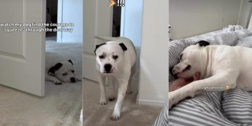 Rescue Dog Finds the Courage To Overcome a Major Challenge