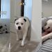 Rescue Dog Finds the Courage To Overcome a Major Challenge