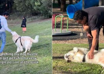 Golden Retriever Won’t Leave Anyone at the Park Without Getting Pets