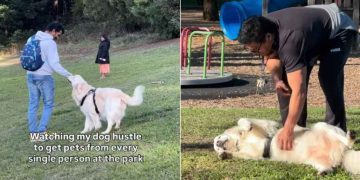 Golden Retriever Won’t Leave Anyone at the Park Without Getting Pets