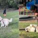 Golden Retriever Won’t Leave Anyone at the Park Without Getting Pets