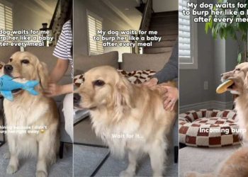 Dog Waits for Mom To Burp Her Like a Baby After Meals