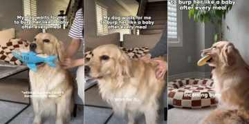 Dog Waits for Mom To Burp Her Like a Baby After Meals