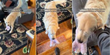 Senior Rescue Golden Retriever Could Barely Stand Once, but Look at Him Today