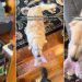 Senior Rescue Golden Retriever Could Barely Stand Once, but Look at Him Today