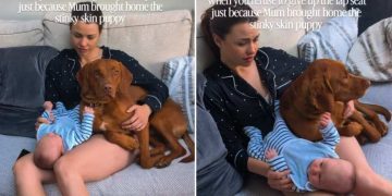 Dog Refuses To Give up Mom’s Lap After Baby Arrives, So They Share It