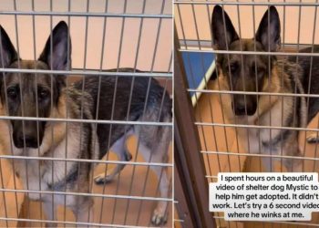 Bilingual Shelter Dog up for Adoption Has a Wink That Will Melt Your Heart