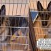 Bilingual Shelter Dog up for Adoption Has a Wink That Will Melt Your Heart