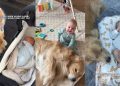 Golden Retriever’s Bond With Little Baby Turns Mom’s Worst Fear Into a Fairytale
