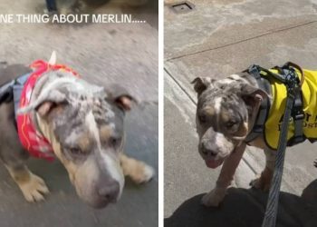 Foster Dog’s One True Obsession Makes Him an Instant Internet Favorite