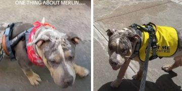Foster Dog’s One True Obsession Makes Him an Instant Internet Favorite