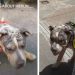 Foster Dog’s One True Obsession Makes Him an Instant Internet Favorite