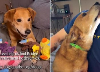 Senior Foster Dog Isn’t Asking for Much but Just a Toy & a Forever Home