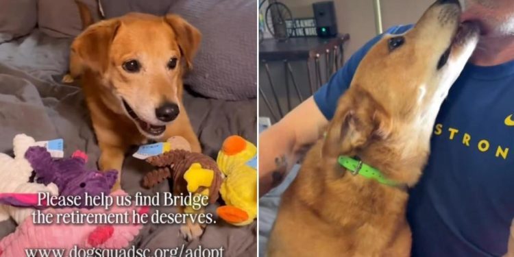 Senior Foster Dog Isn’t Asking for Much but Just a Toy & a Forever Home