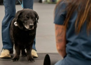 Senior Dog With Dementia Makes a Valuable Contribution to Science of Aging