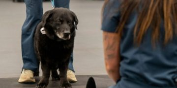 Senior Dog With Dementia Makes a Valuable Contribution to Science of Aging