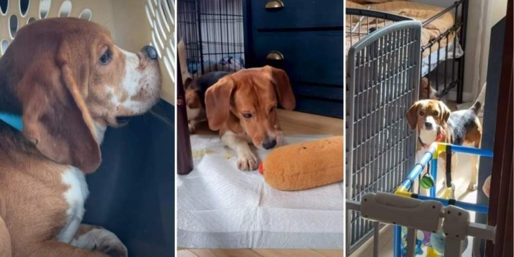Beagles Rescued From Farm Discover Freedom for the First Time