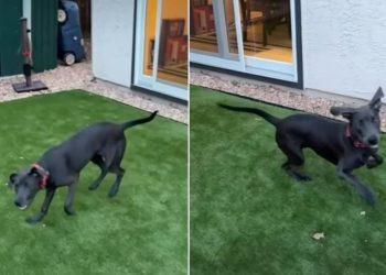 Rescue Dog up for Adoption Promises To Be ‘Soulmate Material’