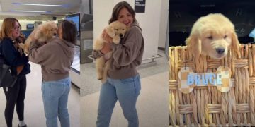 Golden Retriever Puppy Meets New Parents & Instantly Falls in Love