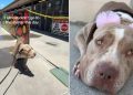 Human Almost Doesn’t Visit Mama Shelter Dog, Then Witnesses Something Truly Beautiful