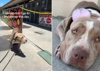 Human Almost Doesn’t Visit Mama Shelter Dog, Then Witnesses Something Truly Beautiful
