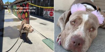 Human Almost Doesn’t Visit Mama Shelter Dog, Then Witnesses Something Truly Beautiful