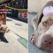 Human Almost Doesn’t Visit Mama Shelter Dog, Then Witnesses Something Truly Beautiful